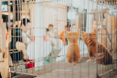 飼養人|ペットとの共生に必要なのは「動物福祉」視点。業界。